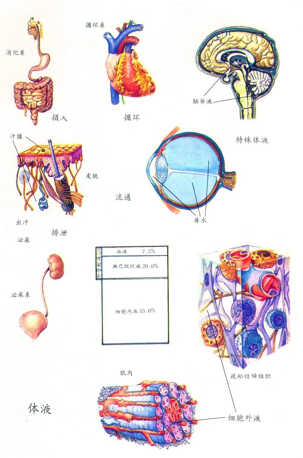 體液免疫檢測法