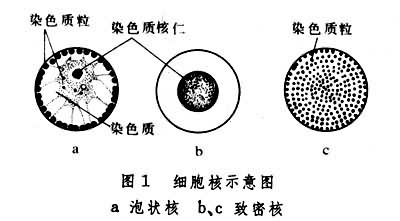 原生動(dòng)物門(mén)