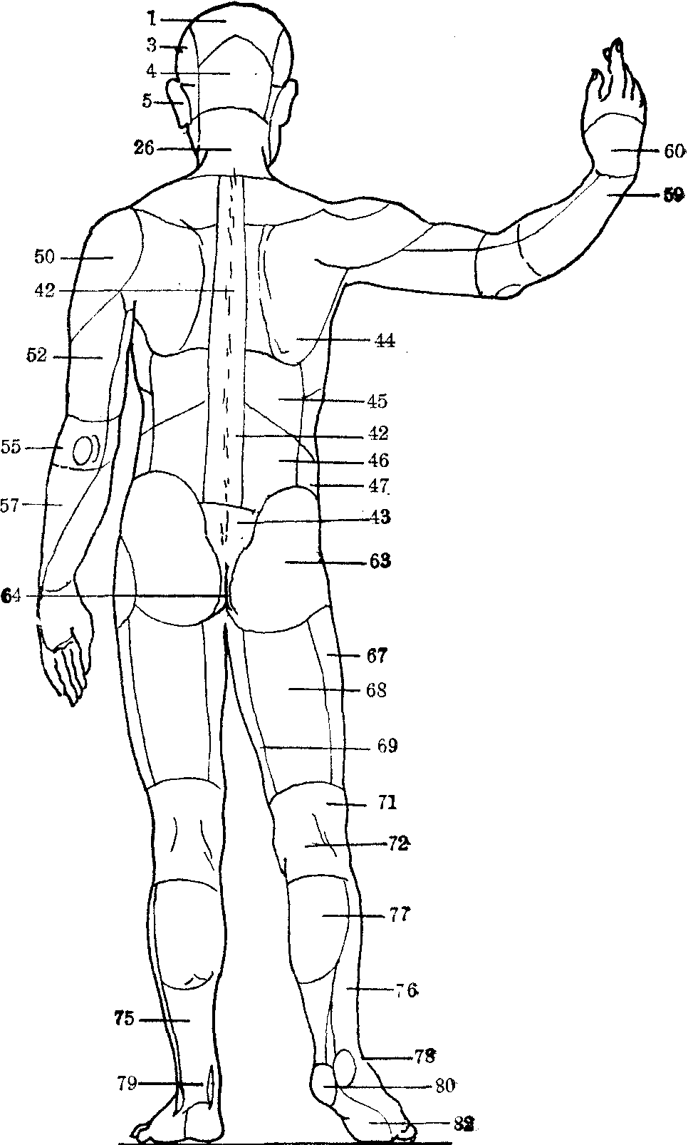 人體的分區(qū)