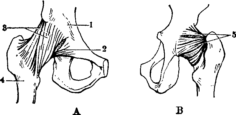 髖關(guān)節(jié)