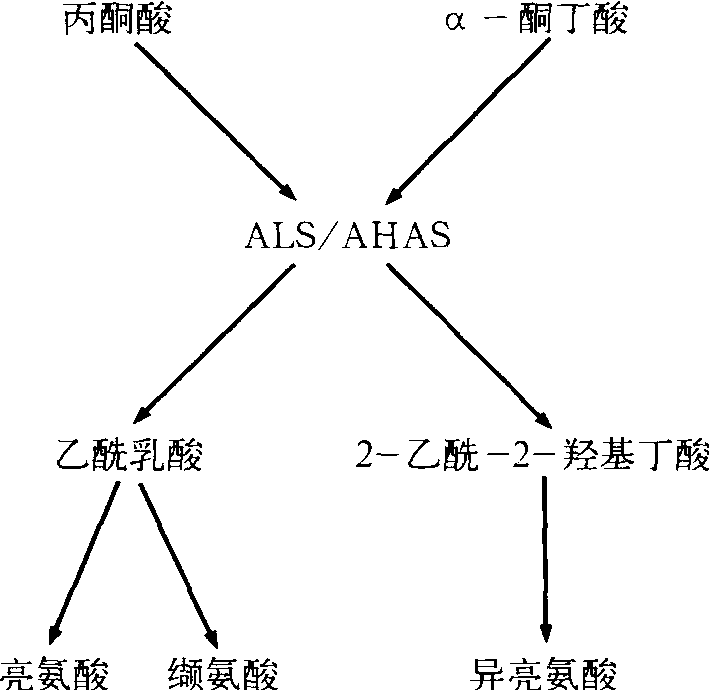 第四節(jié) 除草劑的作用機(jī)制