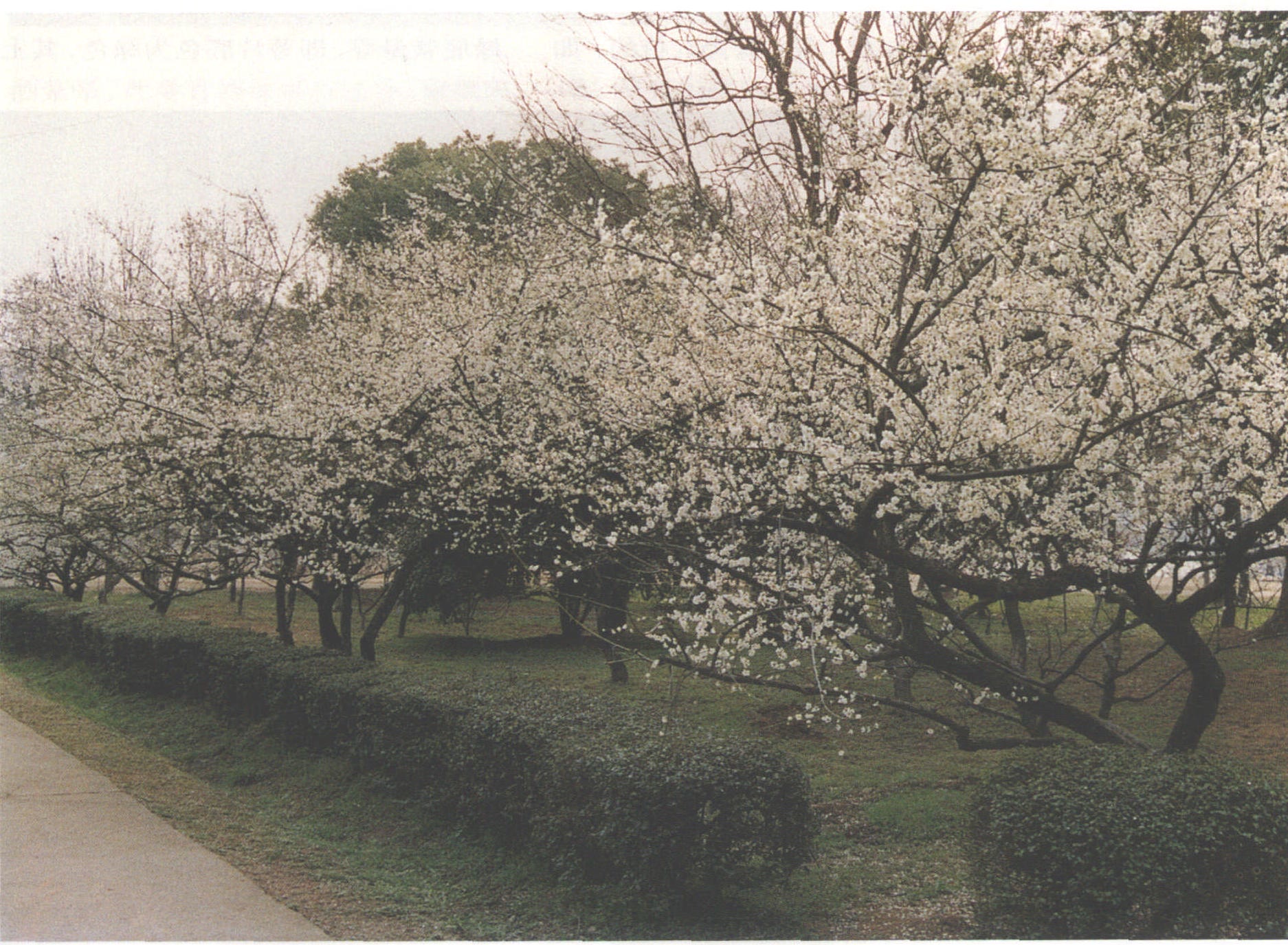 2.從梅花的花蕾預(yù)測(cè)花朵形狀