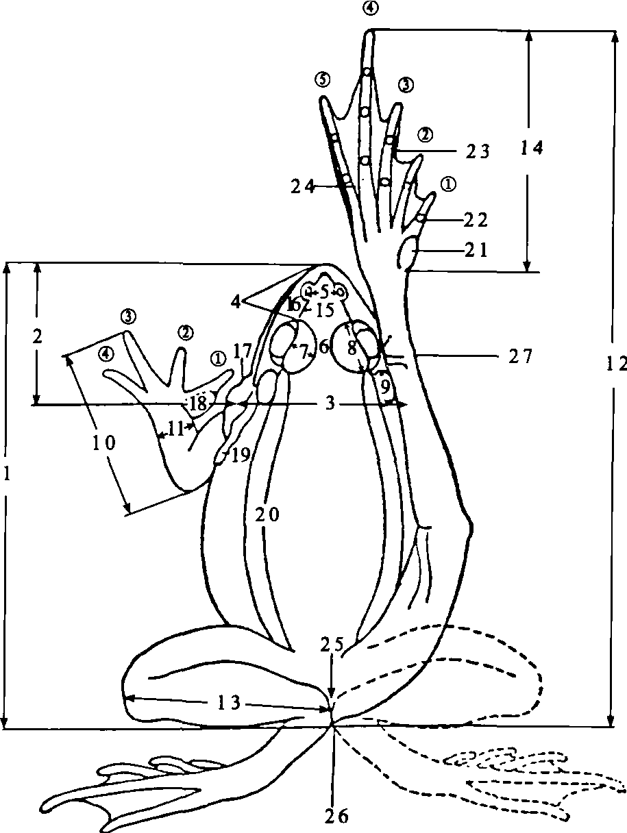 三、無(wú)尾目