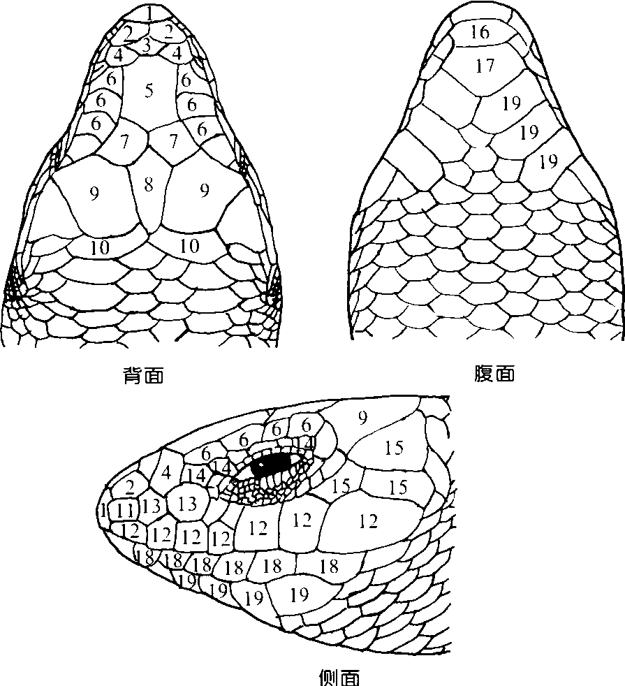 蜥蜴目