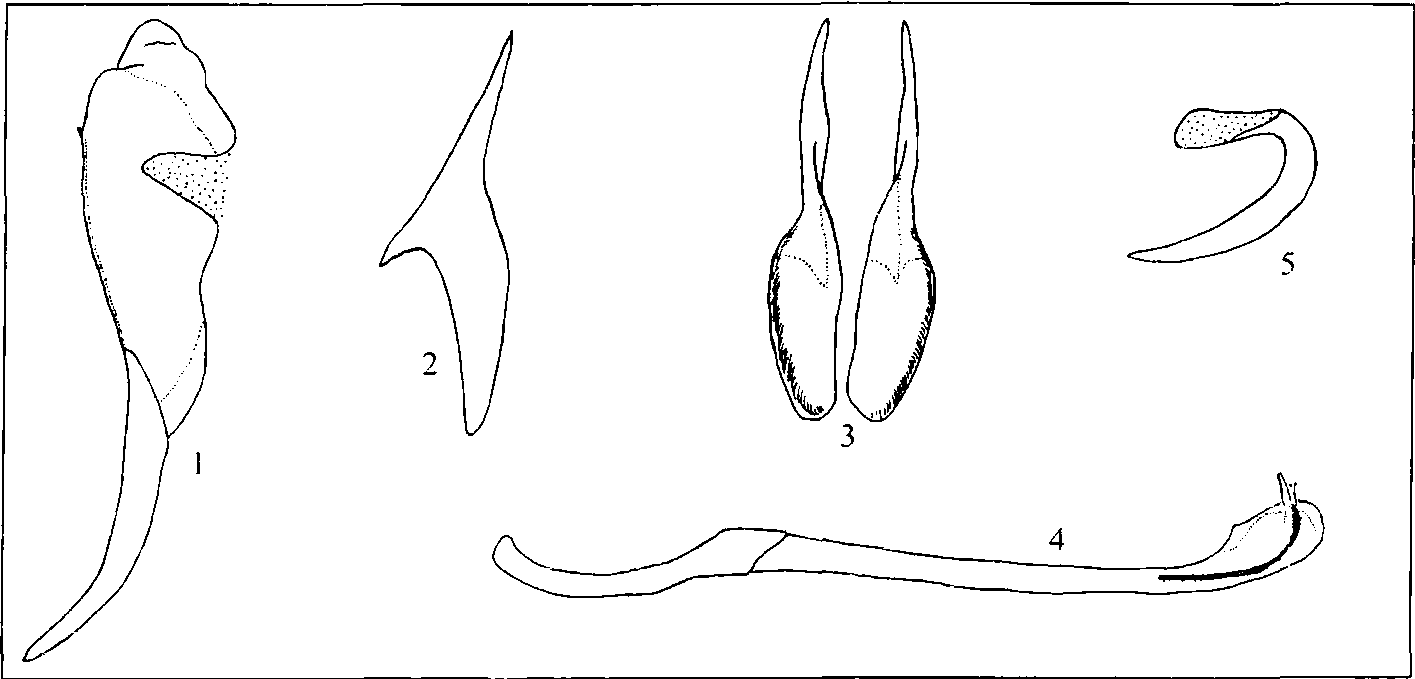 292.飾斯灰蝶