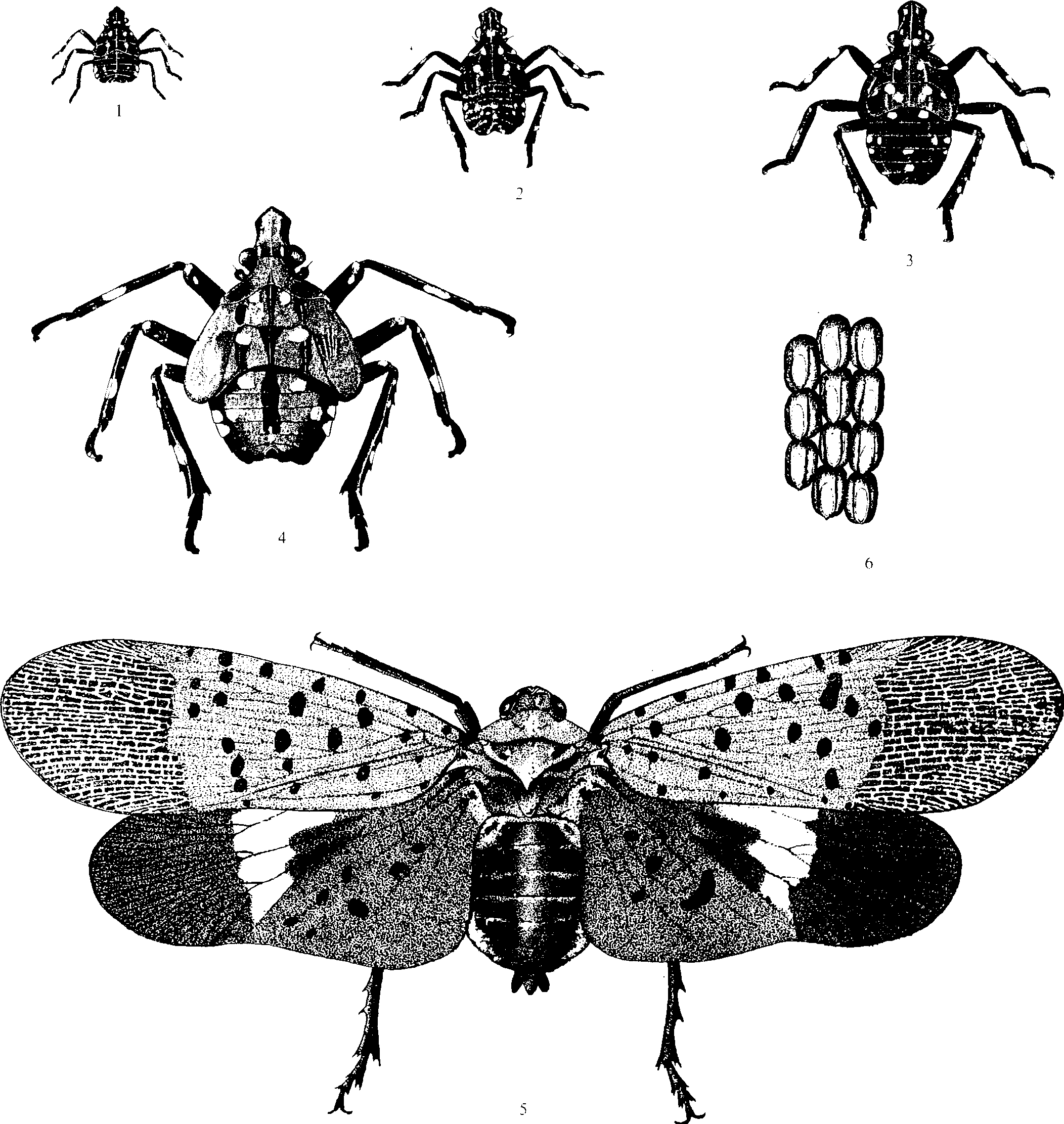 (七)昆蟲的變態(tài)