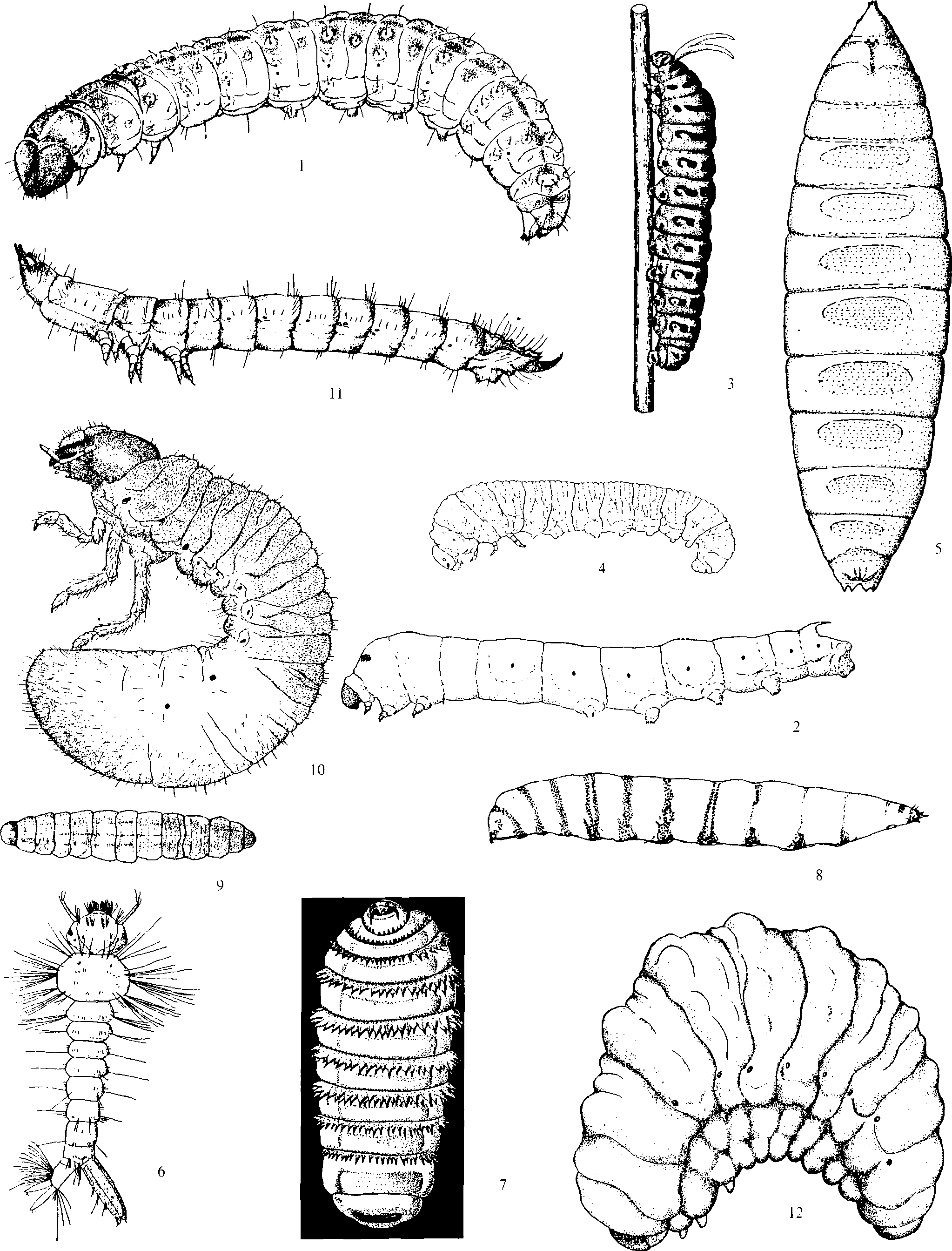 (八)昆蟲的幼蟲(若蟲)