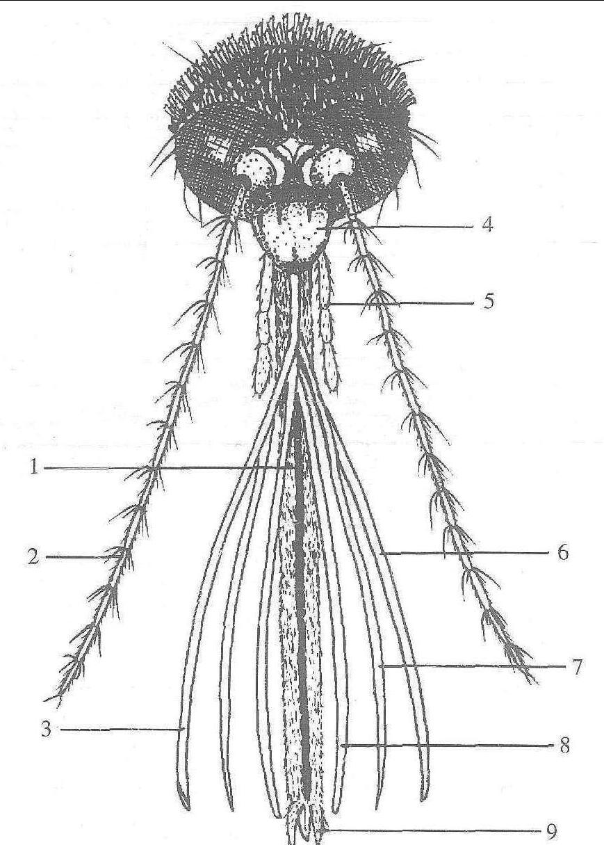 圖1-2 蚊蟲頭部 (采自陸寶麟等，1997b)
