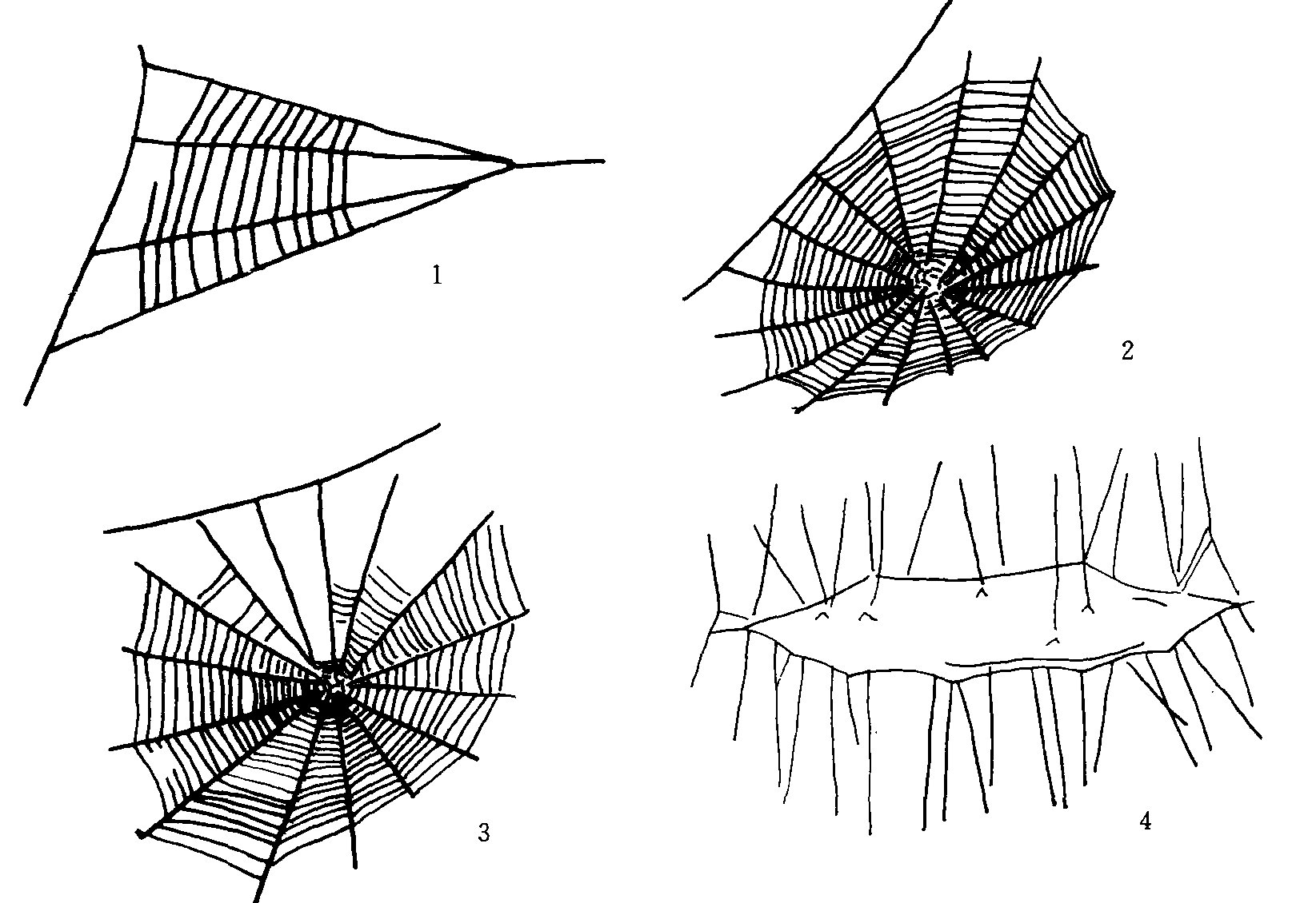 (二)蛛網(wǎng)