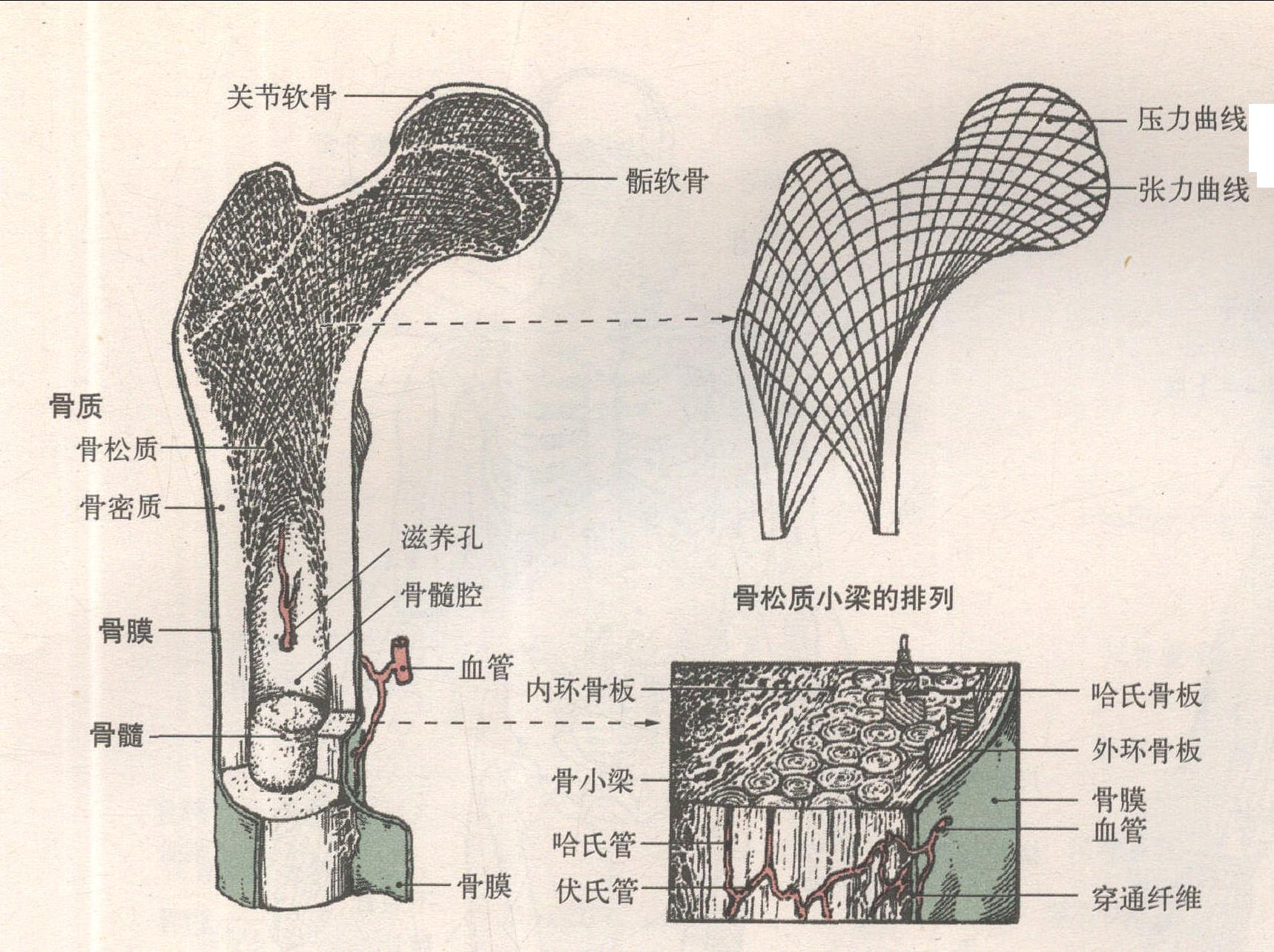 骨的構(gòu)造