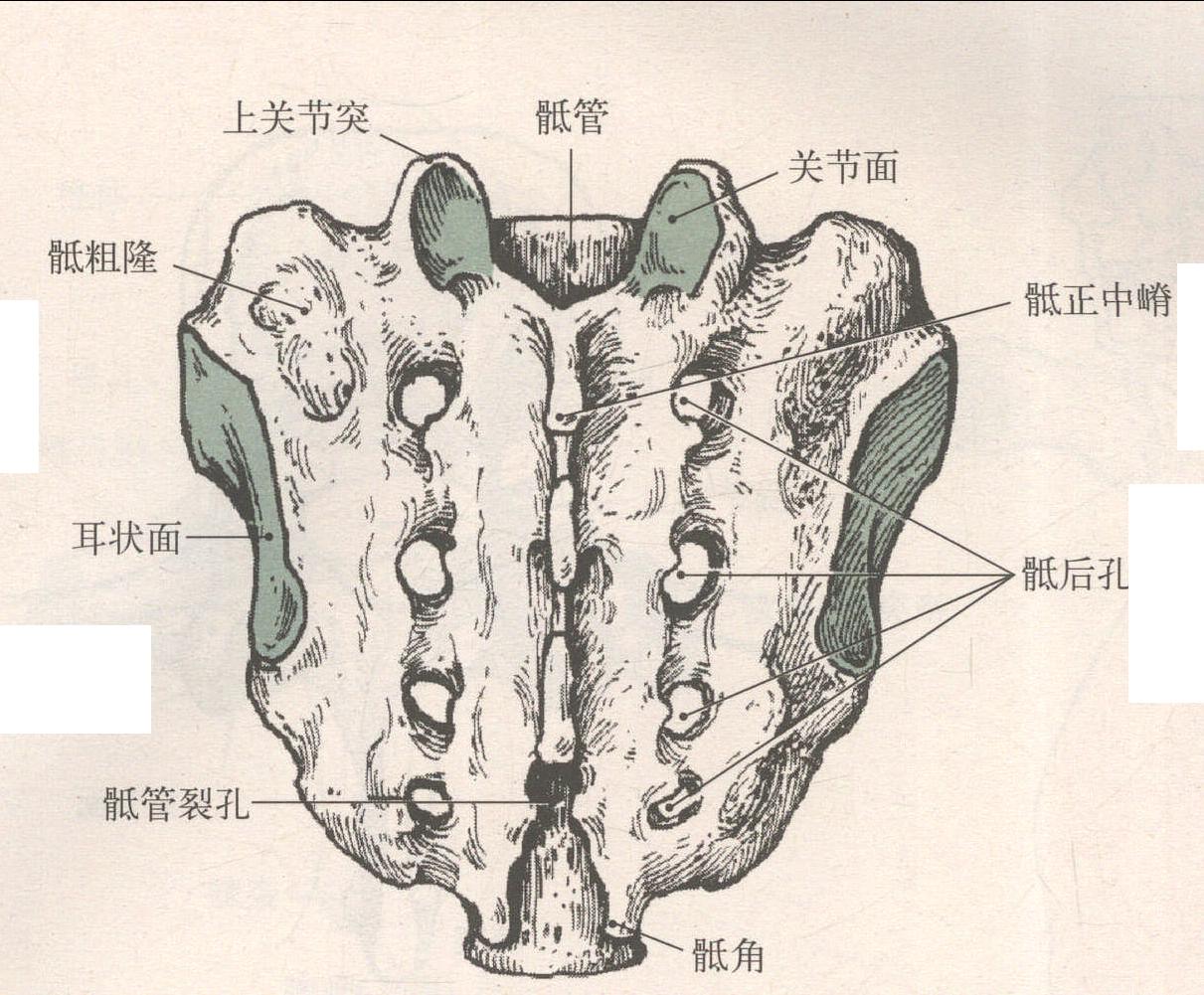 骶骨 尾骨