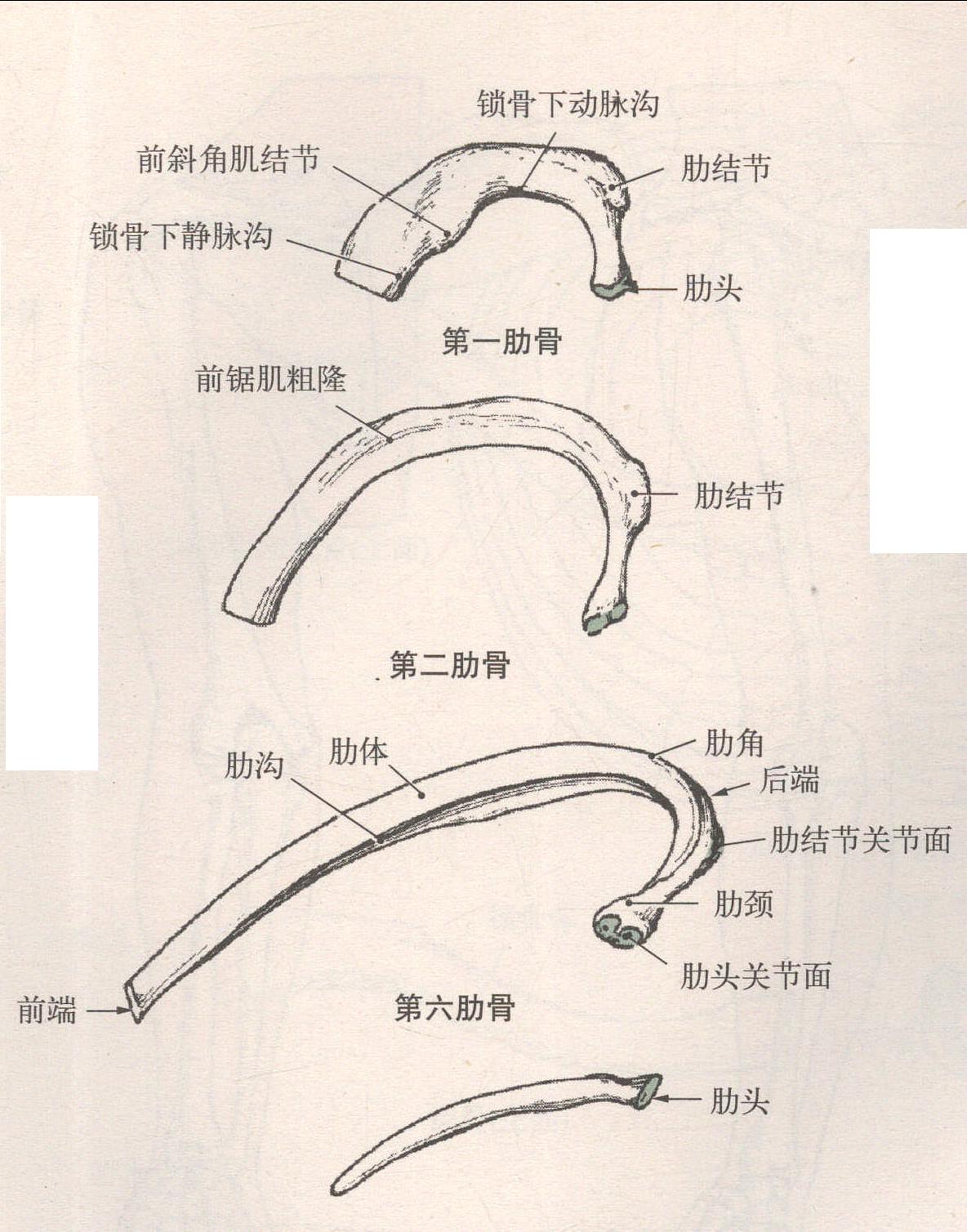 胸廓骨 肋骨與胸骨