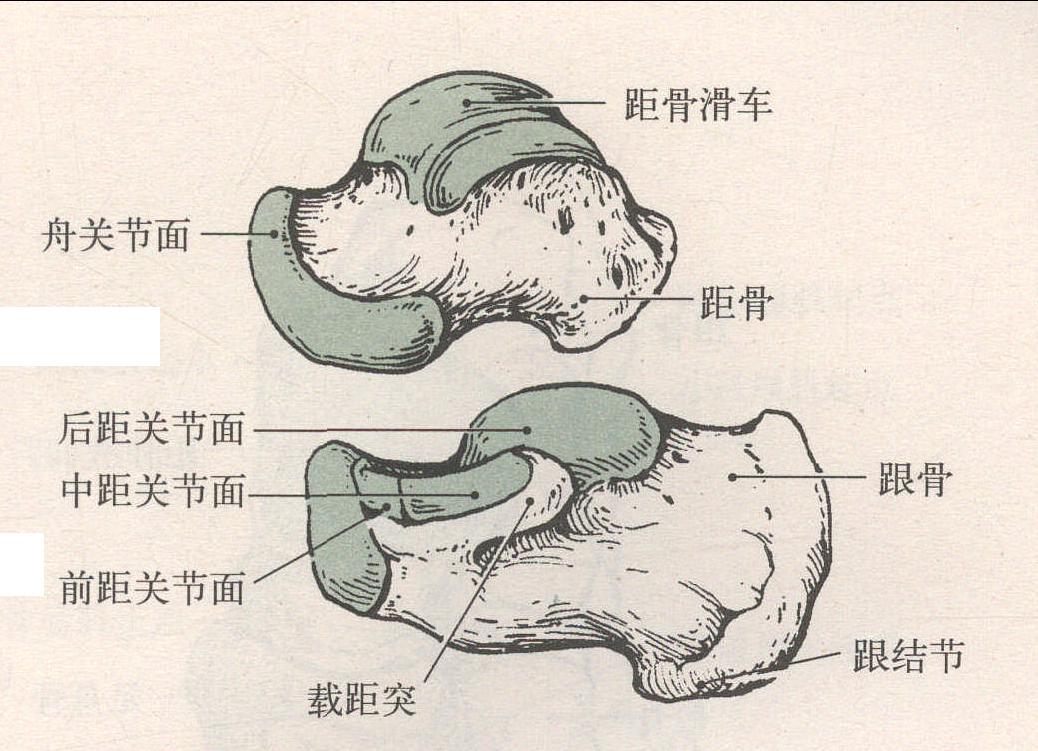 跗骨 跖骨 趾骨