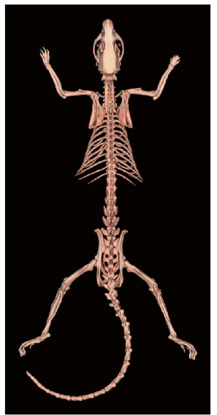 圖1-2 大鼠全身骨骼背面觀