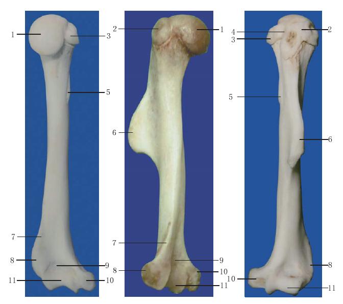 圖1-42 右肱骨伸面觀 圖1-43 右肱骨外斜面觀 圖1-44 右肱骨屈面觀
