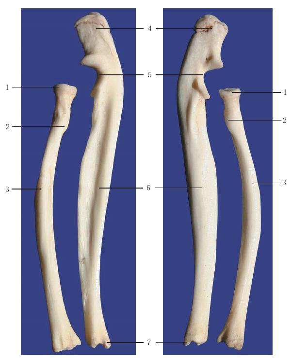 圖1-45 右尺橈骨伸面觀 圖1-46 右尺橈骨屈面觀