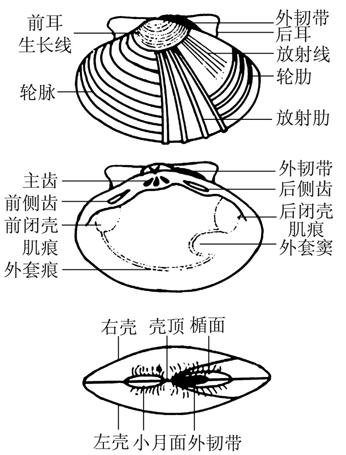 1.4 瓣鰓綱