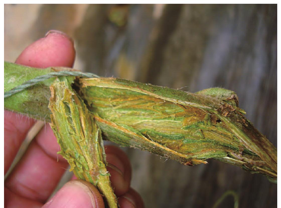 番茄細(xì)菌性髓部壞死病