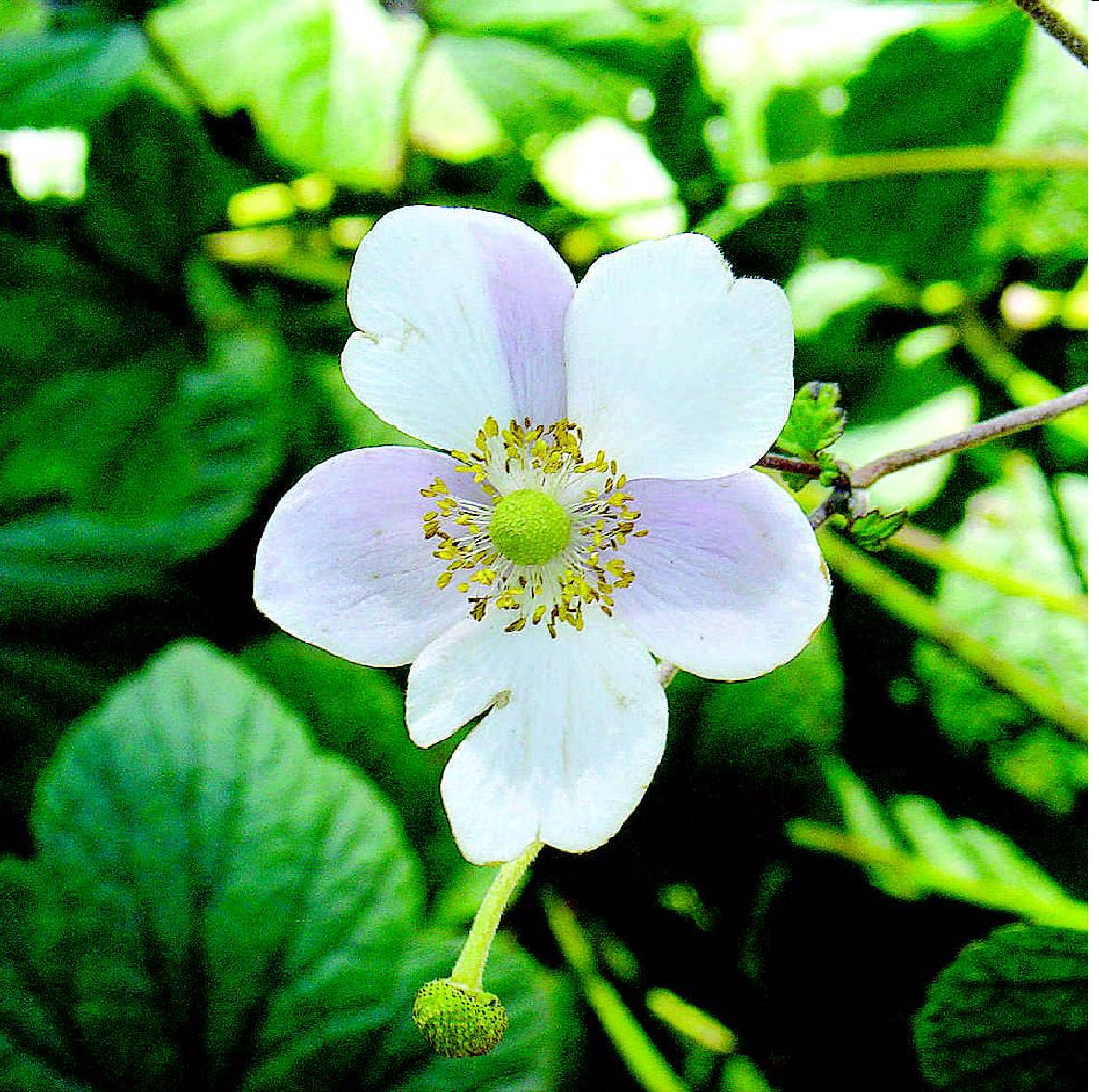 野棉花