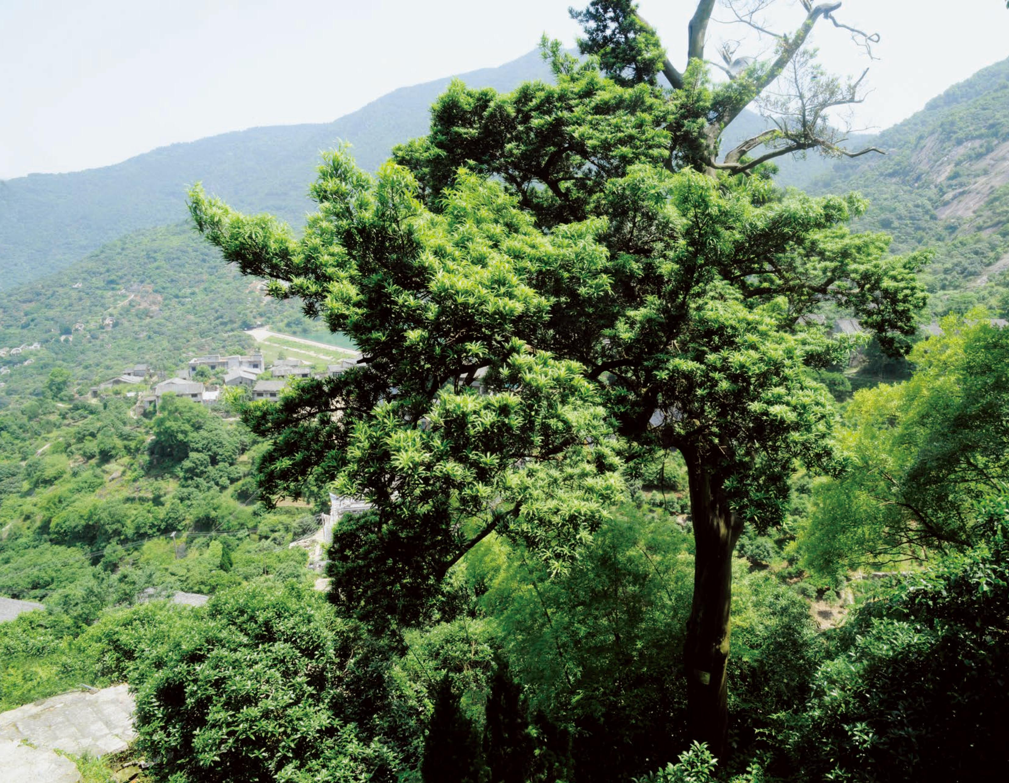 茶山街道羅豐村 羅漢松