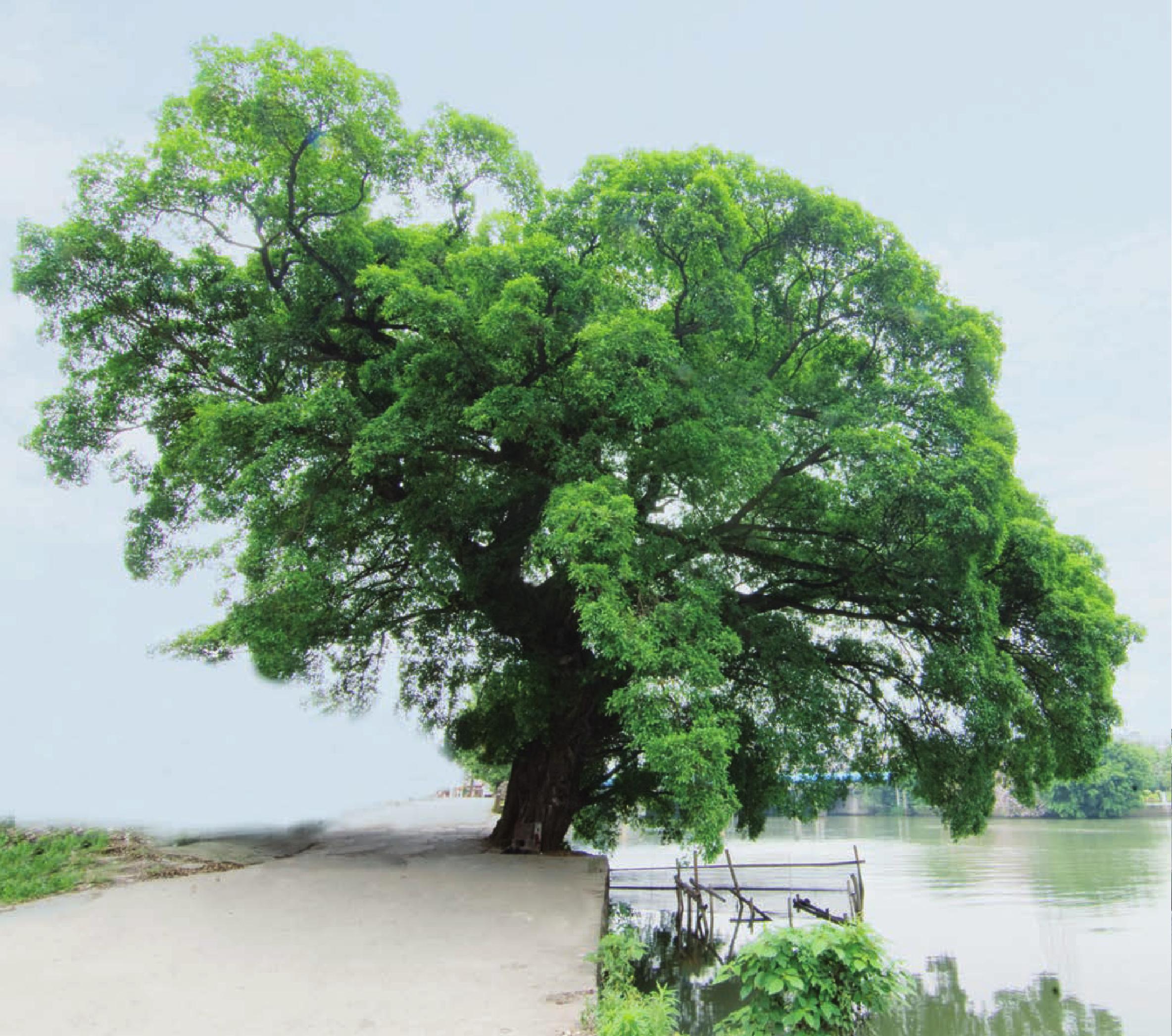 南匯街道麗田北路2號河邊 榕樹