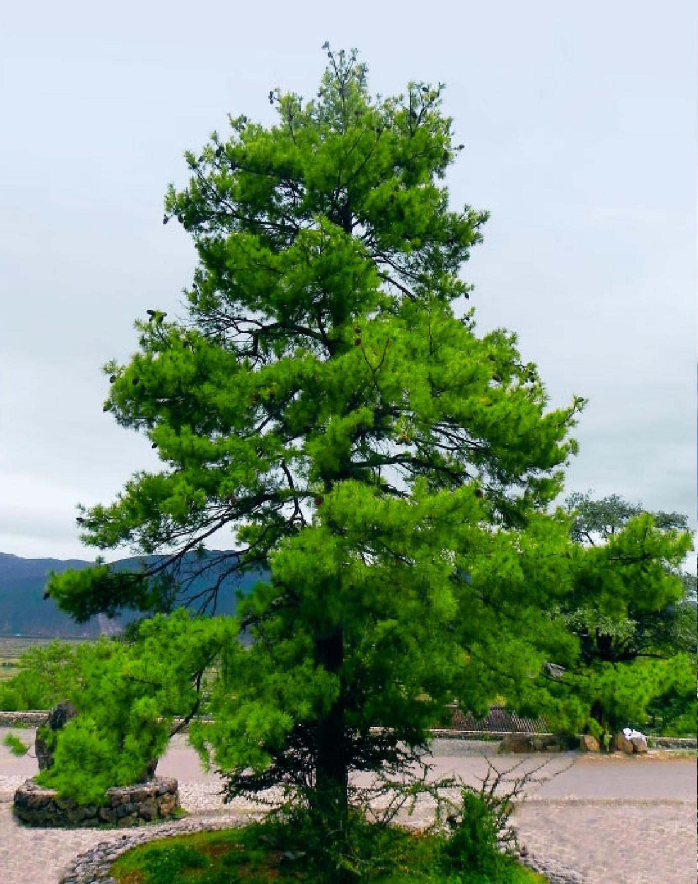 華山松