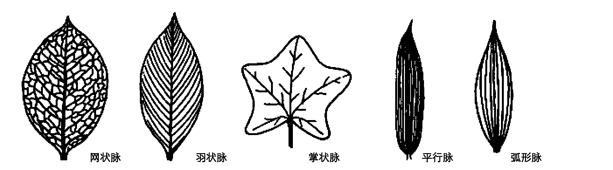 二、植物的器官