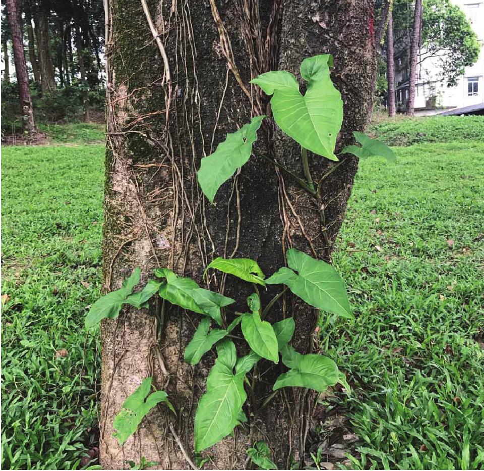 合果芋